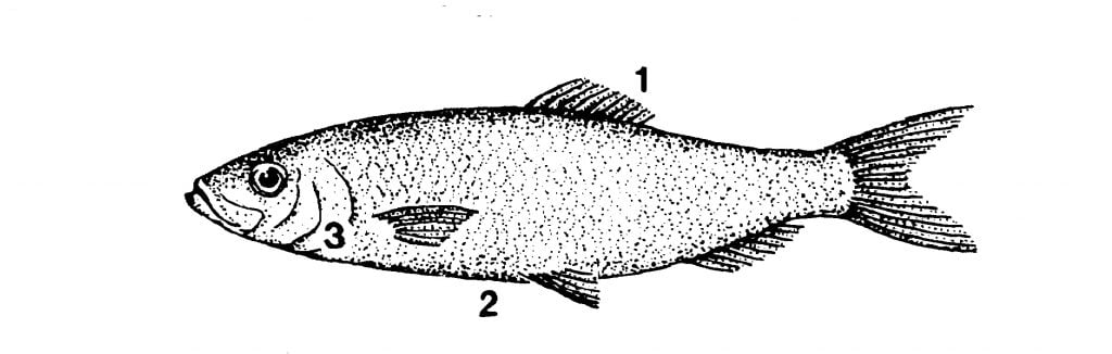 herring identification