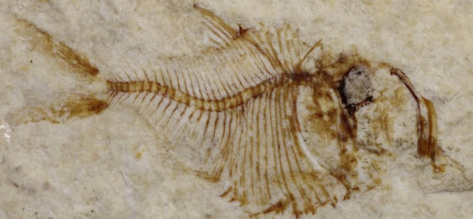 Fossil paraclupeid
