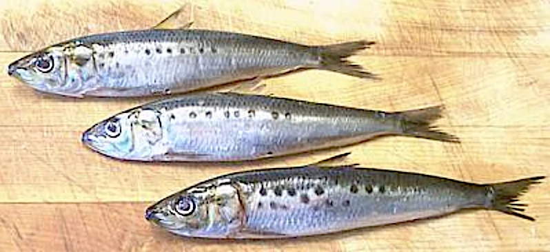 Californian pilchards