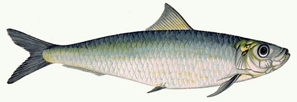 The European pilchard or sardine