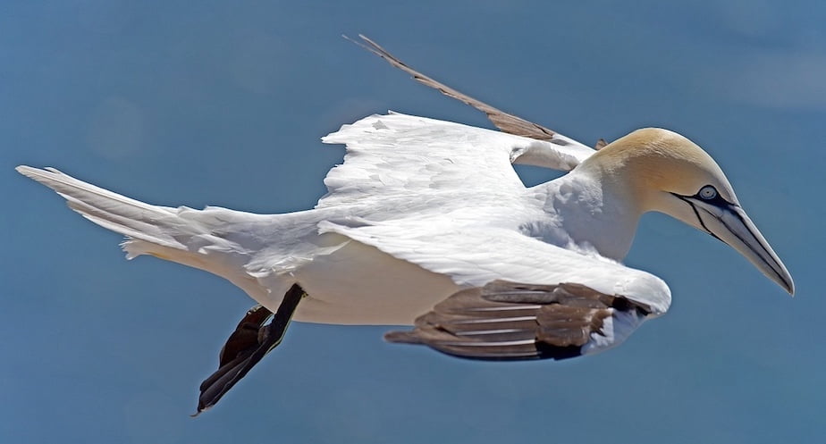 A Gannet or Solan Goose