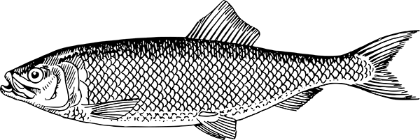 Rigby's Encyclopaedia of the Herring DRIFT OR GILL NETTING